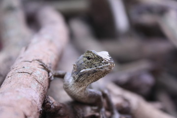 lizard in nature, red chameleon on tree