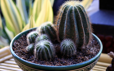 Cactus. Member of the plant family Cactaceae.