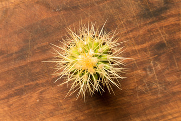 Prickly cactus on the background of an old wooden table. Close up. Top view