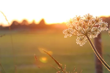 Wandaufkleber Schafgarbe bei Sonnenuntergang © emieldelange