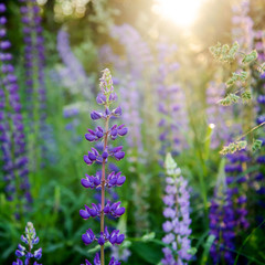 Wild flowers Lupin at sunset