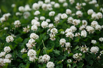 White flowers with bumblebees sitting on them