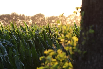 Fototapete Rund Mais in der Abendsonne © emieldelange