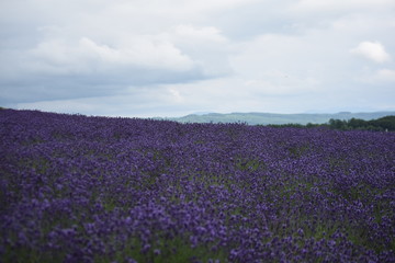 曇り空のラベンダー畑