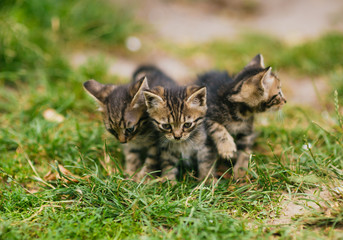 Cute cats 