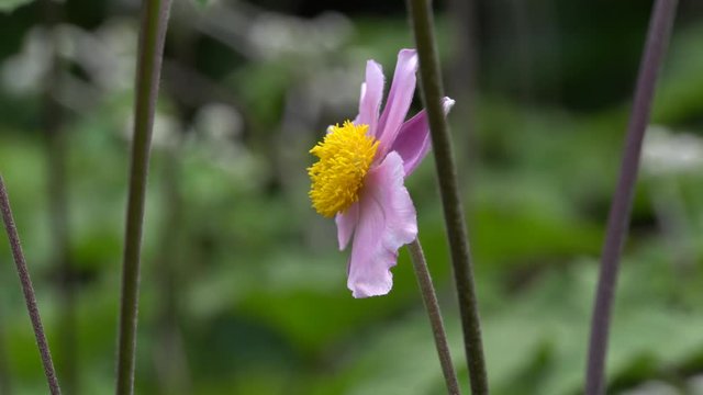 Herbst-Anemone (Anemone hupehensis)