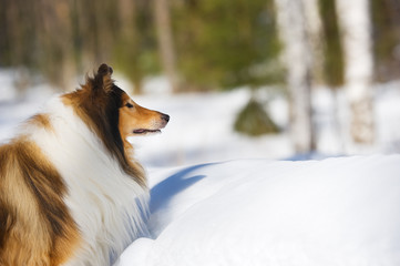 Rough Collie in the snow