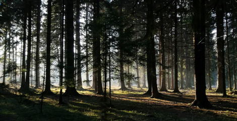 Beautiful light in woods