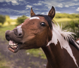 Smiling horse.