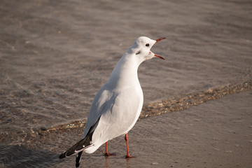 Schreiende Möwe am Strand