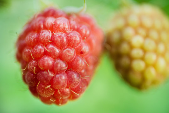 Berry raspberry closeup on a green background.