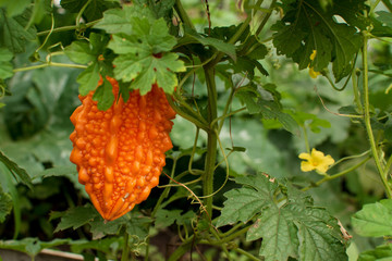 orange ripe Momordica (Indian cucumber) -Momordica charantia