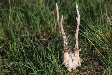 Gehörn vom Rehbock