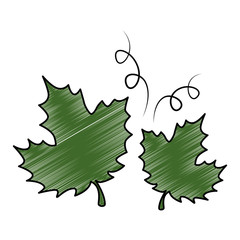 Fototapeta premium grape leafs isolated icon vector illustration design