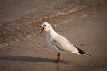Möwe am Strand