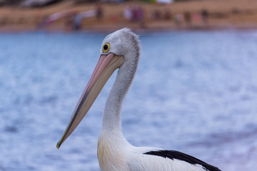 Pelican