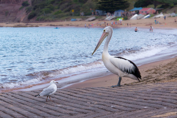 Pelican