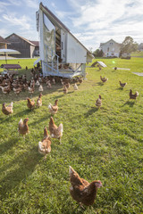 happy and healthy chickens i a mobile chicken home for organic poulty keeping in a chicken farm in Vorarlberg ,Austria © Uwe
