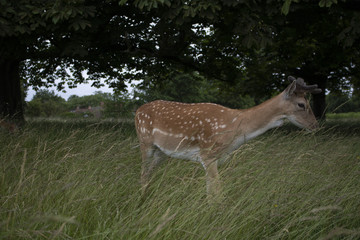 Deer in the Grass