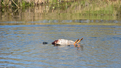Fototapeta premium Dead duck in a water