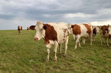 Naklejka na ściany i meble A herd of dairy cows, or dairy cattle in a green pasture. Montbeliarde breed cows.