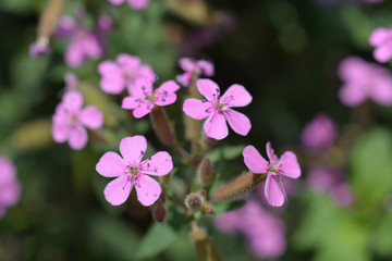 Rock soapwort