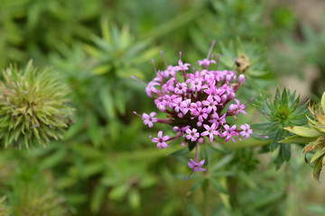 Caucasian crosswort