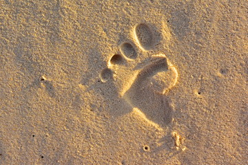 Fototapeta na wymiar A trace from the foot of an unknown creature on the sand