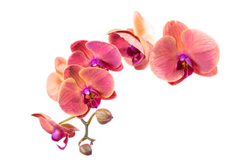 Fototapeta na wymiar Red orchid flower on white background. Isolated.