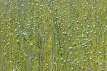 dry seed capsules of common flax (Linum usitatissimum) in a field