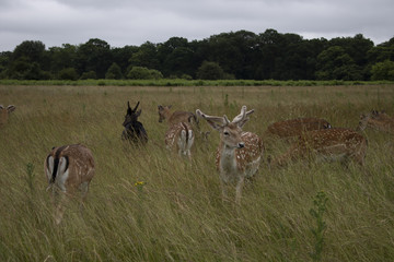 Deer in the Grass