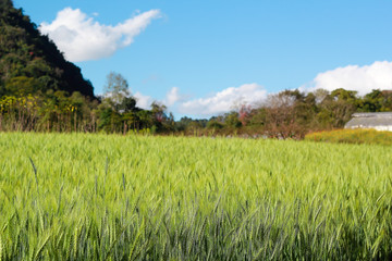 Amazing beauty of green barley field on the natural background.