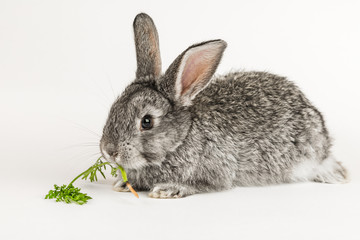 Grey little rabbit bites a carrot on a white background