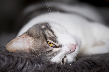 Chat tigré blanc couché