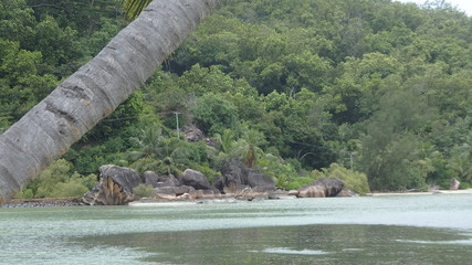 Seychellen-Palmen,Strand und mehr 