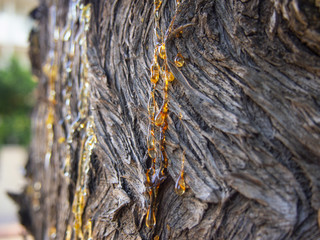 textured tree bark with resin drops