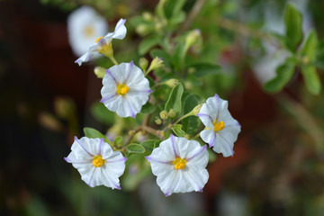 White potato bush