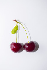Cherry twig on isolated white background, close-up