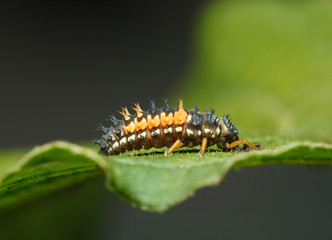 Fototapeta premium Ladybird larva