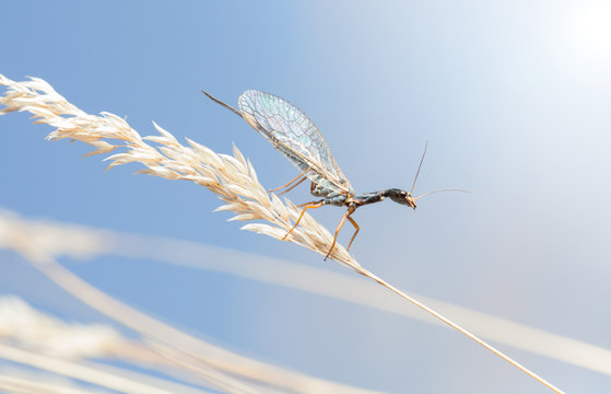 Snakefly female