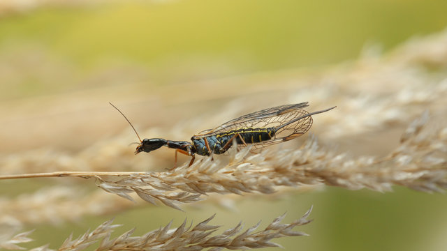 Snakefly