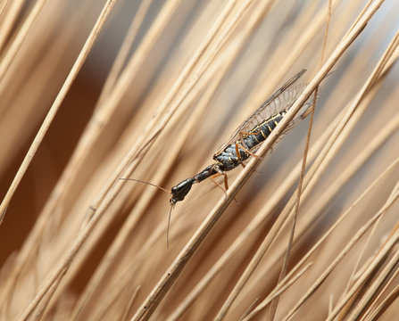 Snakefly among wild grass