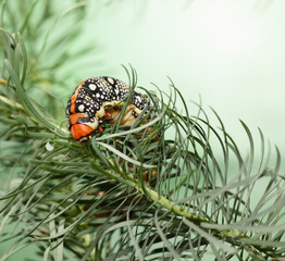 Hornworm on spurge