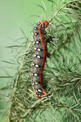 Spurge hawk-moth on sea-spurge