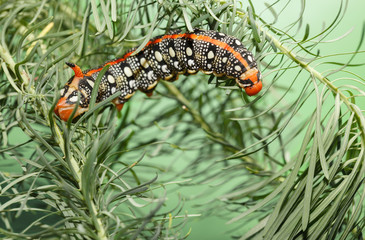 Hornworm caterpillar on spurge