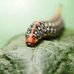 Spurge hawk-moth on leaf en face