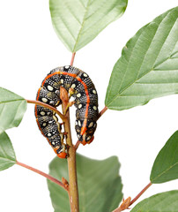 Spurge hawk-moth curved on twig top