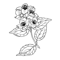 Jasmine Branch vector graphic illustation in coloring page