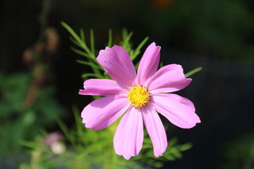 Fototapeta premium Einzelne Cosmea Blüte