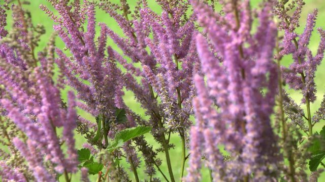 Chinesische Prachtspiere (Astilbe chinensis)
